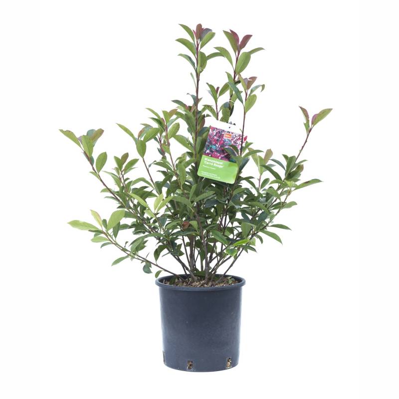 GROW by OBI Glanzmispel Carré Rouge Busch Topf ca. 5 l Photinia fraseri GROW by OBI Glanzmispel Carré Rouge Busch Topf ca. 5 l Photinia fraseri von GROW by OBI