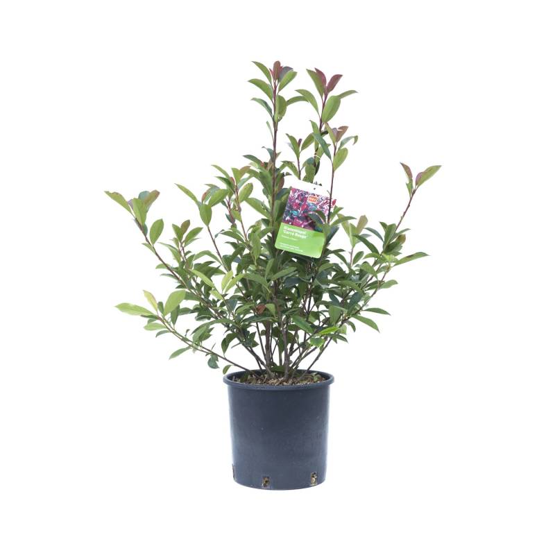 GROW by OBI Glanzmispel Carré Rouge Höhe ca. 30 - 40 cm Topf ca. 5 l Photinia GROW by OBI Glanzmispel Carré Rouge Höhe ca. 30 - 40 cm Topf ca. 5 l Photinia von GROW by OBI