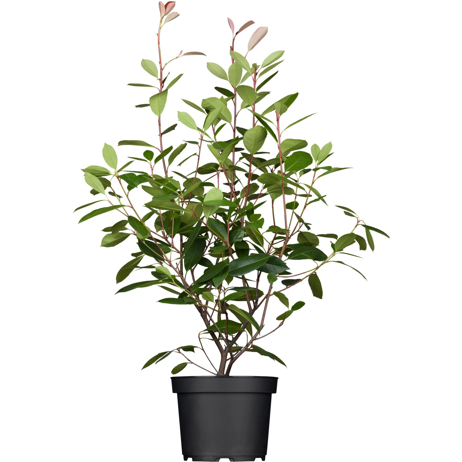 GROW by OBI Glanzmispel Red Robin Höhe ca. 40-50 cm Topf ca.3l Photinia GROW by OBI Glanzmispel Red Robin Höhe ca. 40-50 cm Topf ca.3l Photinia von GROW by OBI