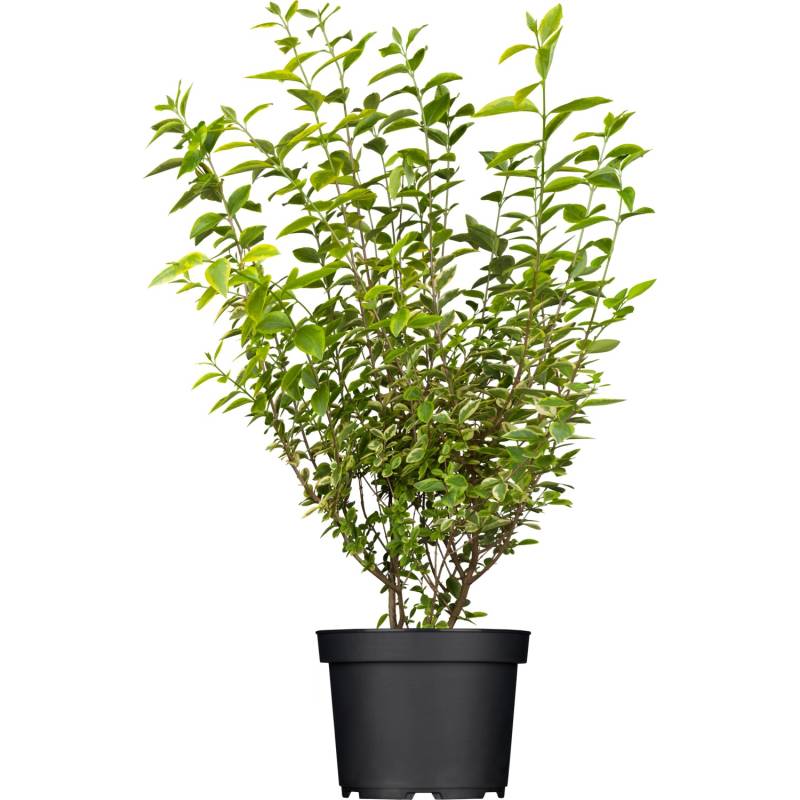 GROW by OBI Gold-Liguster Aureum Weiß Höhe ca. 40-60 cm Topf ca. 5 l Ligustrum von GROW by OBI