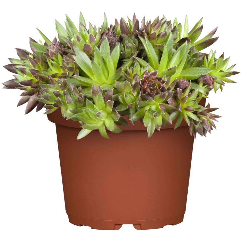 GROW by OBI Hauswurz Topf-Ø ca. 13 cm Sempervivum von GROW by OBI