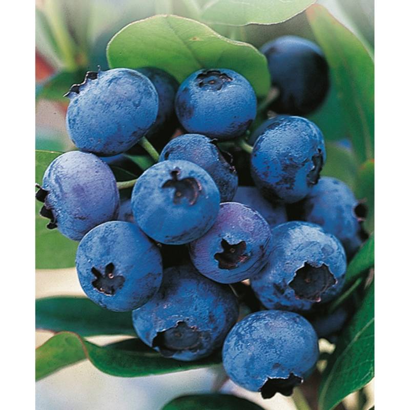 GROW by OBI Heidelbeere Hortblue Petite Höhe 40 - 60 cm Topf 4,6 l Vaccinium von GROW by OBI