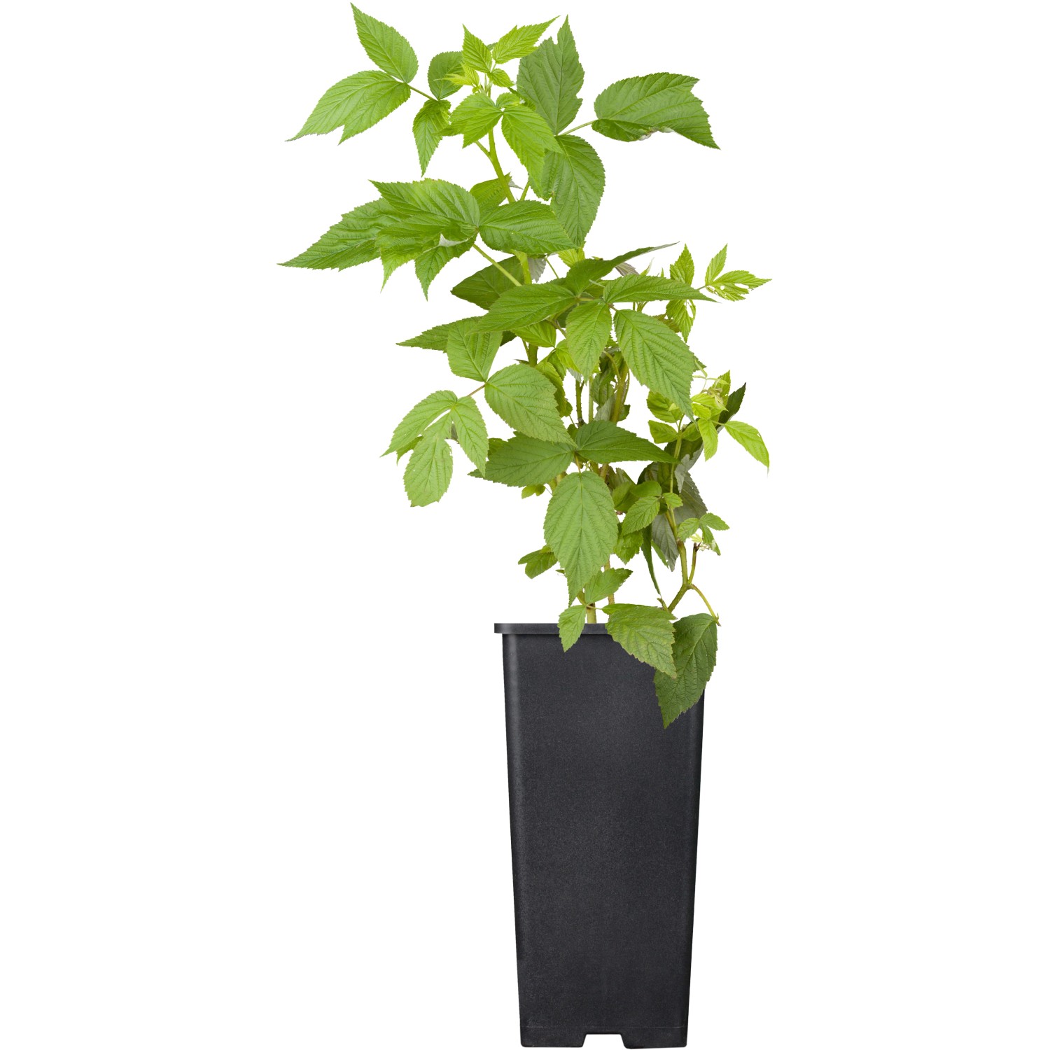 GROW by OBI Himbeere Heritage Rot Höhe ca. 20 - 30 cm Topf ca. 2 l Rubus von GROW by OBI