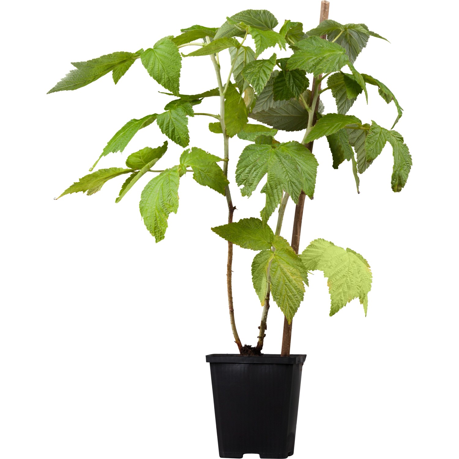 GROW by OBI Himbeere Little Red Frosty Rot Höhe ca. 20-30cm Topf ca. 2 l Rubus von GROW by OBI