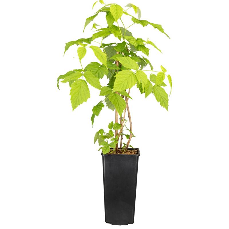 GROW by OBI Himbeere Willamette ca. 40 - 60 cm Rubus idaeus GROW by OBI Himbeere Willamette ca. 40 - 60 cm Rubus idaeus von GROW by OBI