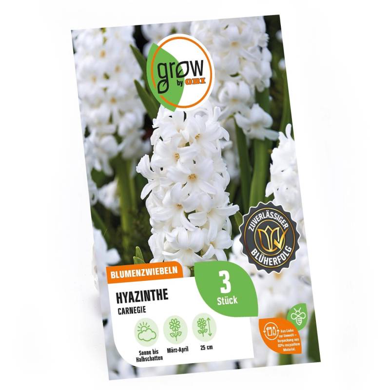 GROW by OBI Hyazinthe Carnegie Weiß 3 Stück Hyacinthus orientalis Carnegie von GROW by OBI