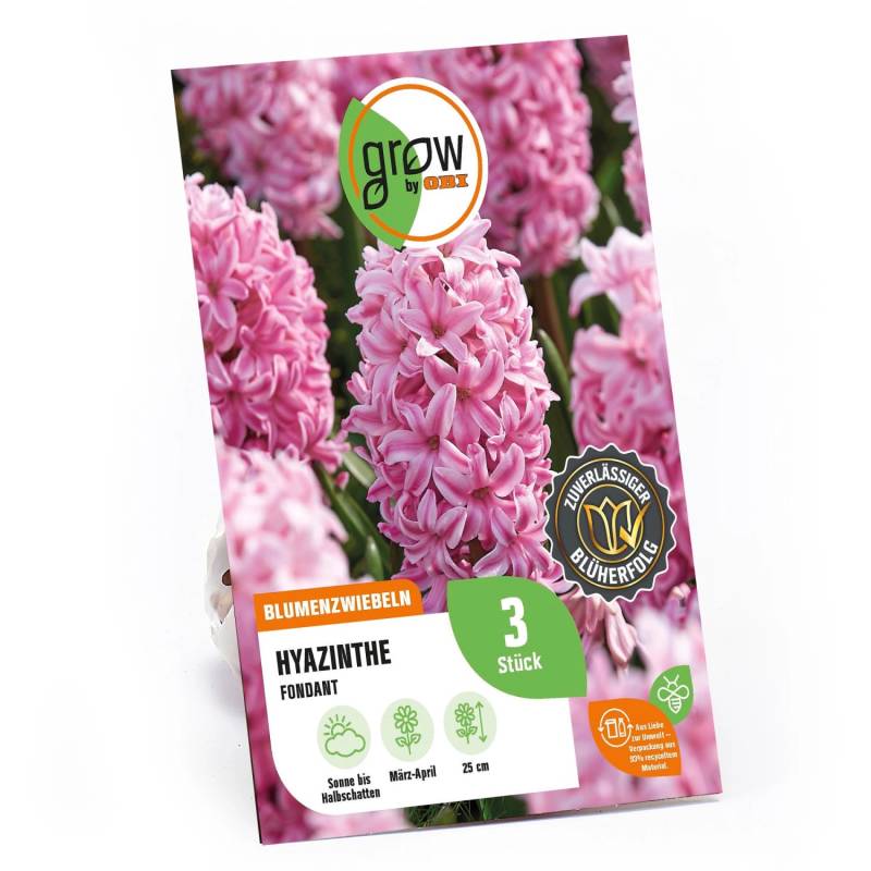 GROW by OBI Hyazinthe Fondant Rosa 3 Stück Hyacinthus orientalis Fondant GROW by OBI Hyazinthe Fondant Rosa 3 Stück Hyacinthus orientalis Fondant von GROW by OBI