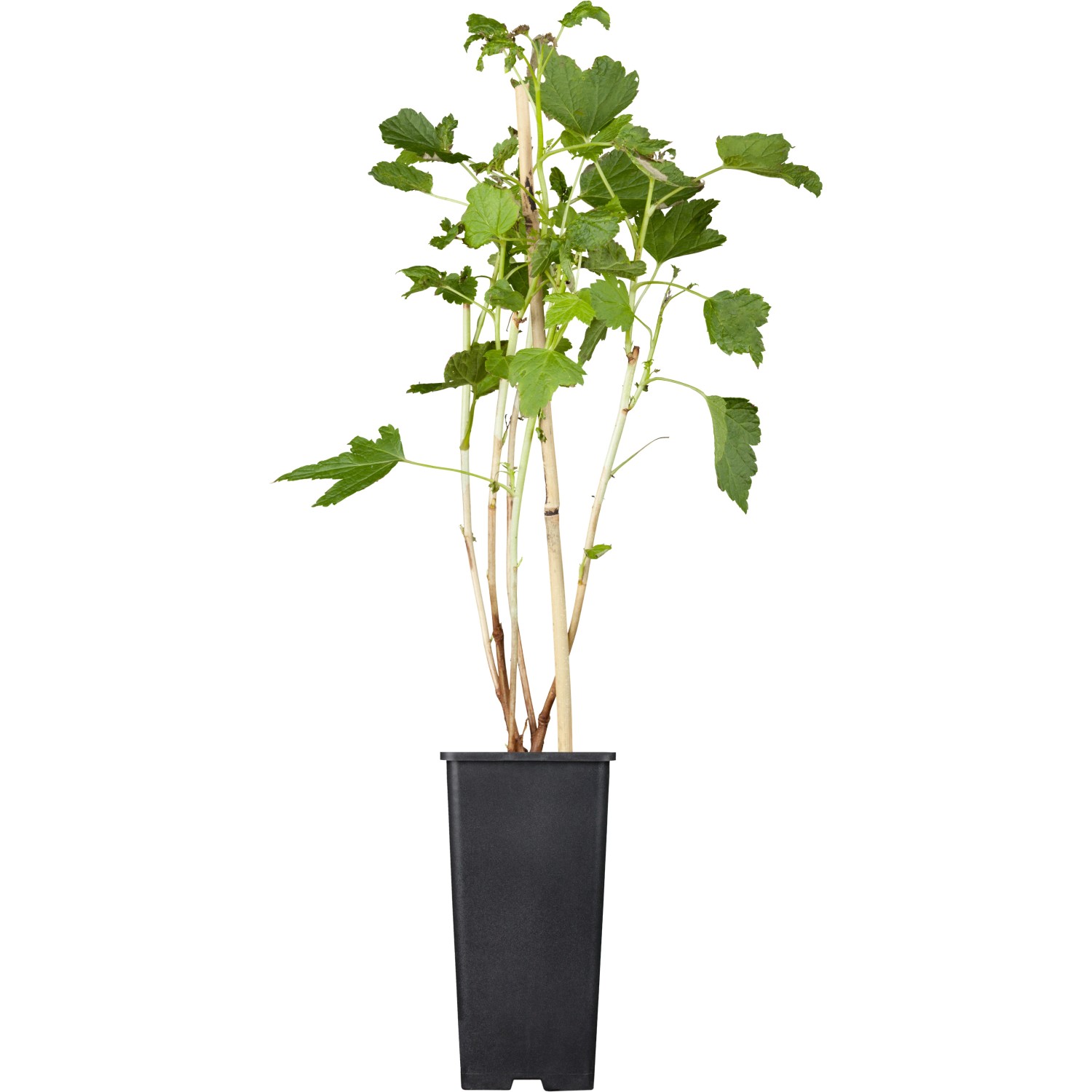 GROW by OBI Johannisbeere Titania Schwarz Höhe ca. 20-30cm Topf ca. 2 l Ribes von GROW by OBI