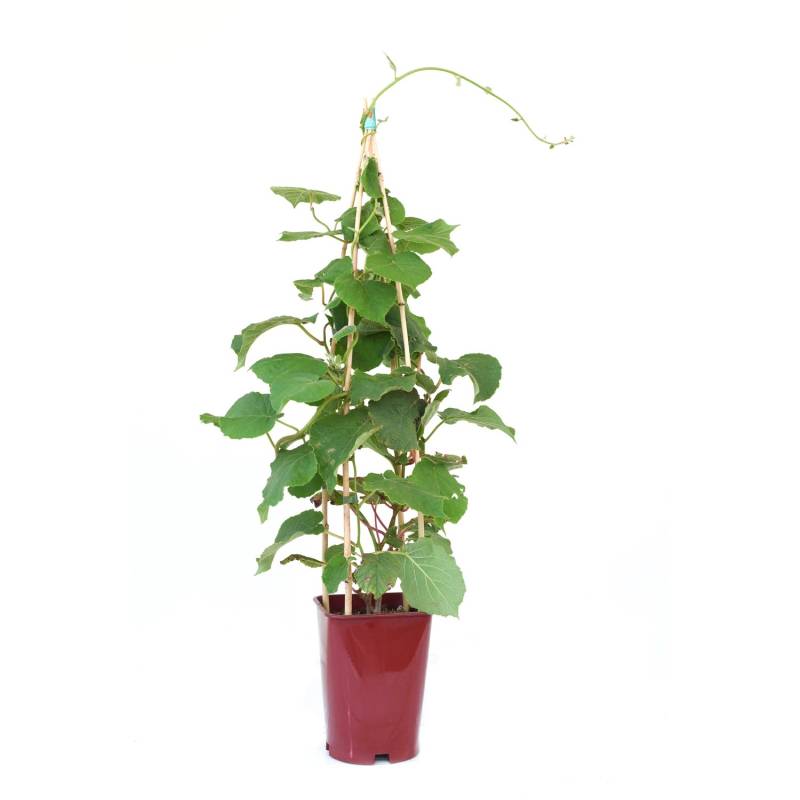 GROW by OBI Kiwi Solo Topf ca. 6 l Actinidia chinensis von GROW by OBI