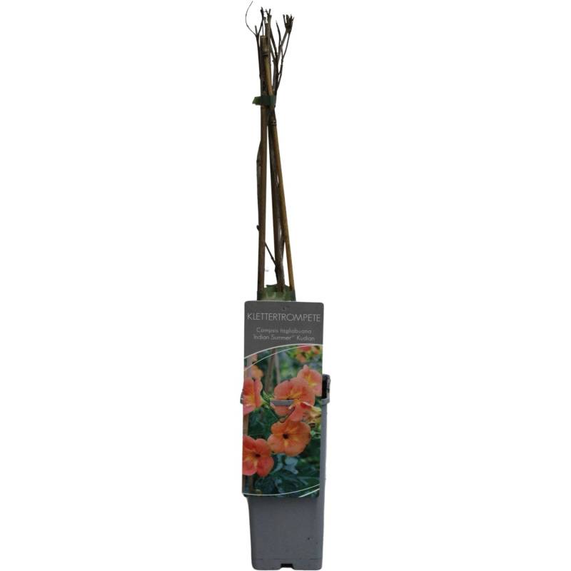 GROW by OBI Klettertrompete Indian Summer Orange H ca. 60-100 cm Topf ca. 2 l von GROW by OBI