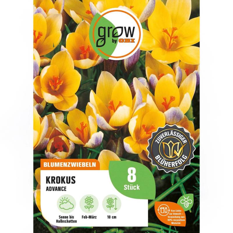 GROW by OBI Krokus Advance Purple 8 Stück Crocus chrysanthus Advance von GROW by OBI
