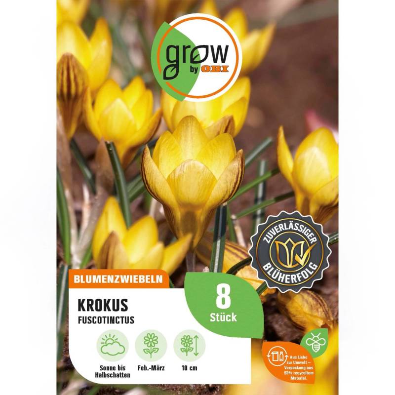 GROW by OBI Krokus Fuscotinctus Orange 8 Stück Crocus chrycanthus Fuscotinctus von GROW by OBI
