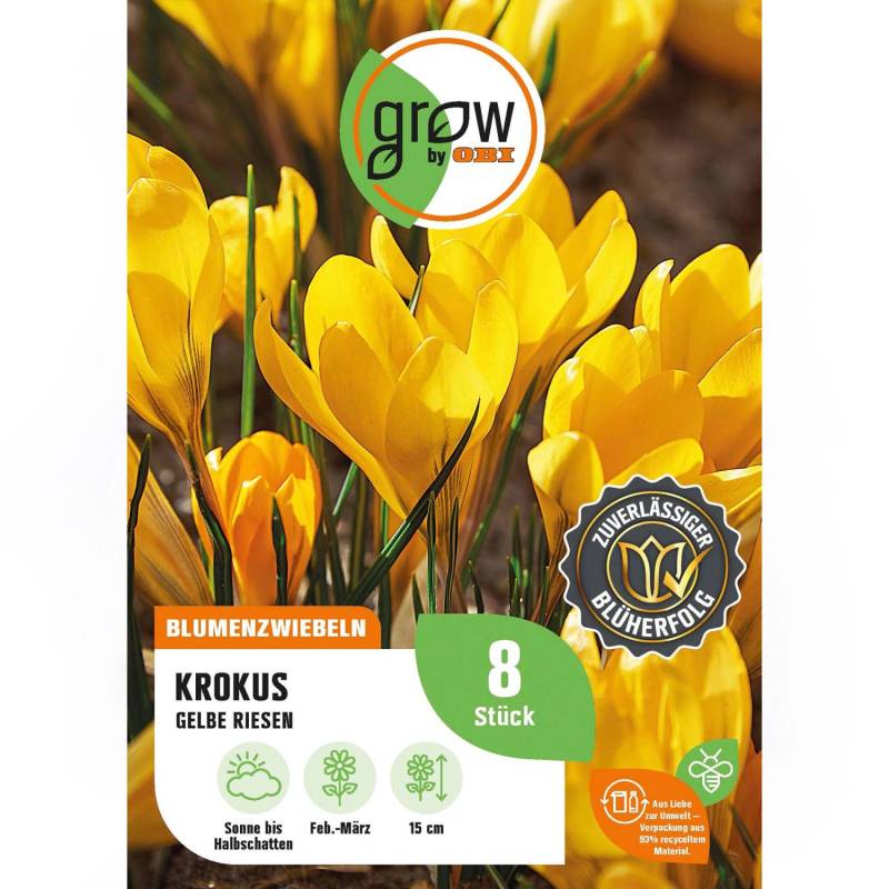 GROW by OBI Krokus Gelbe Riesen Gelb 8 Stück Crocus flavus Yellow von GROW by OBI