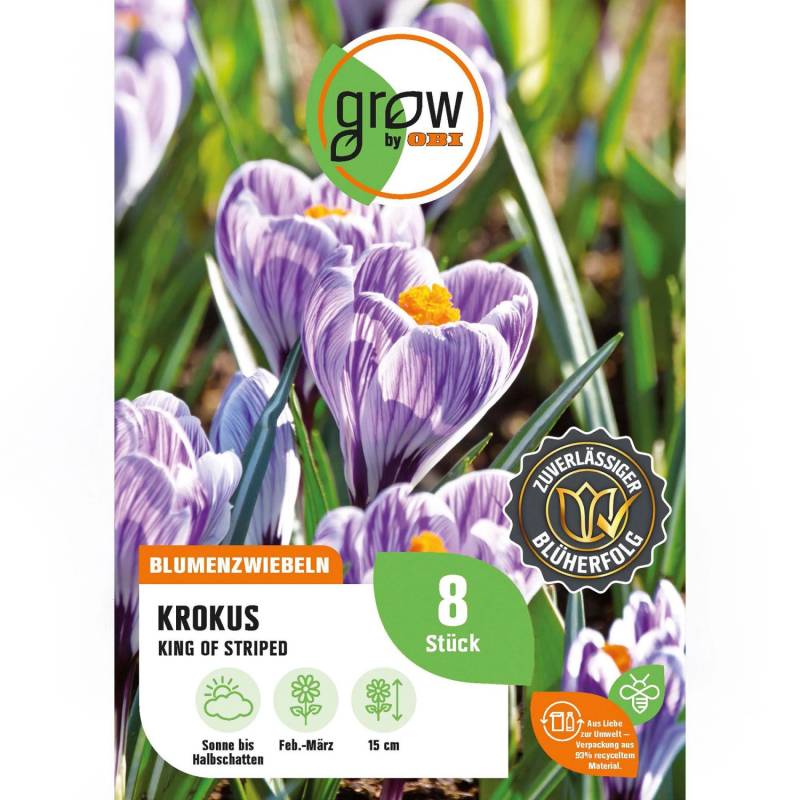 GROW by OBI Krokus King of theStriped 8 Stück Crocus vernus King of the Striped von GROW by OBI