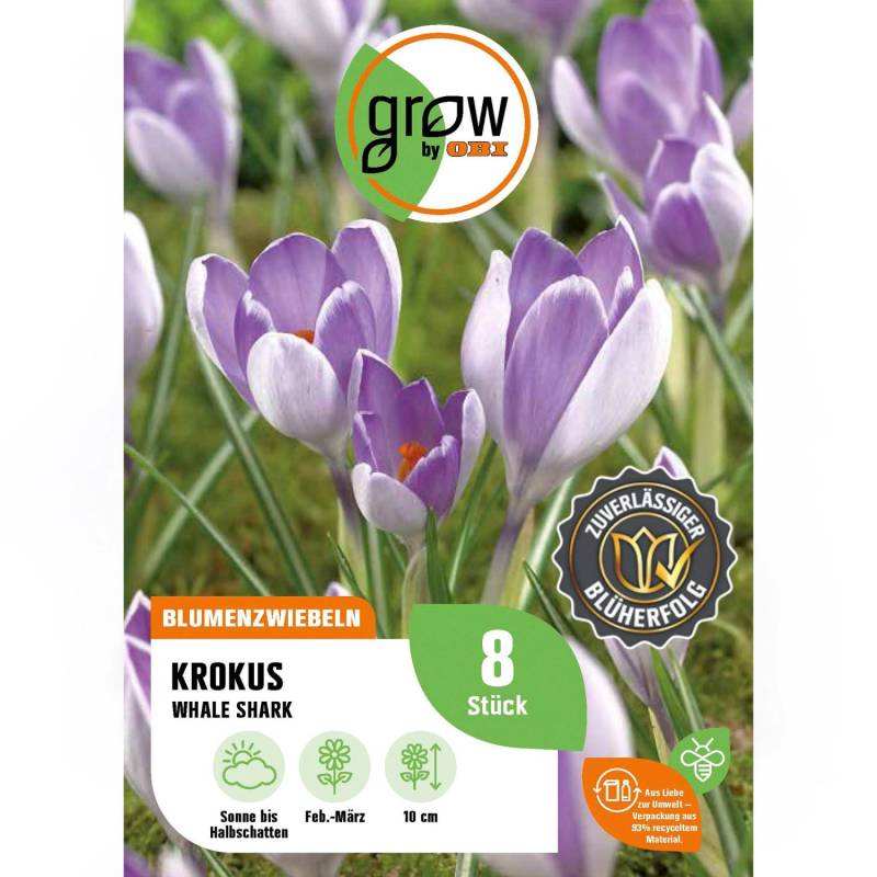 GROW by OBI Krokus Whale Shark Blau 8 Stück Krokus Botanische Whale Shark von GROW by OBI