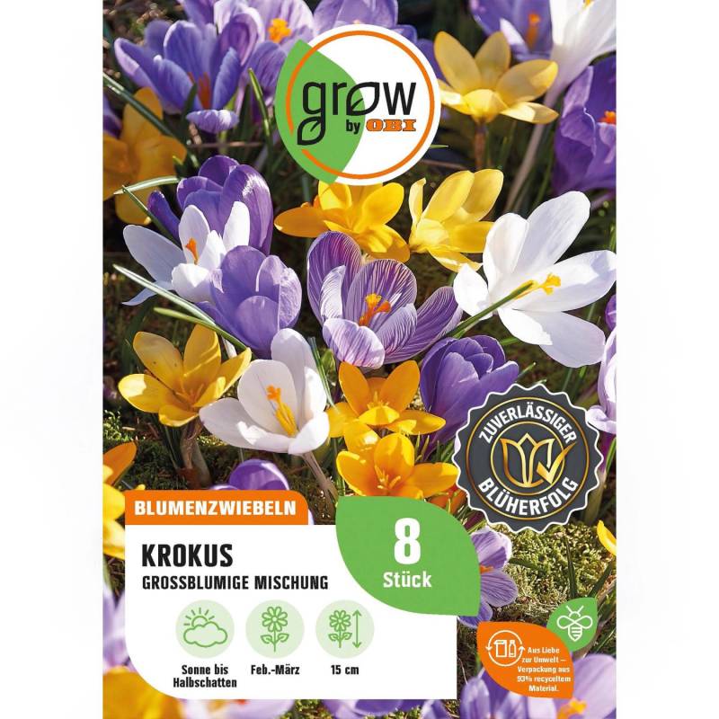GROW by OBI Krokus großblumige Mischung 8 Stück Crocus vernus Mixed von GROW by OBI