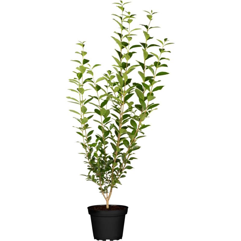 GROW by OBI Liguster Grün Höhe ca. 60-80 cm Topf ca. 3 l Ligustrum Atrovirens von GROW by OBI
