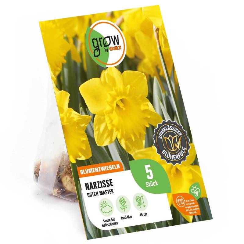 GROW by OBI Narzisse Dutch Master Gelb 5 Stück Narcissus large cupped Dutch M. von GROW by OBI