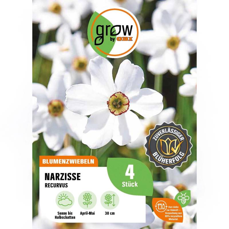 GROW by OBI Narzisse Recurvus Rot-Weiß 4 Stück Narcissus poeticus Recurvus von GROW by OBI