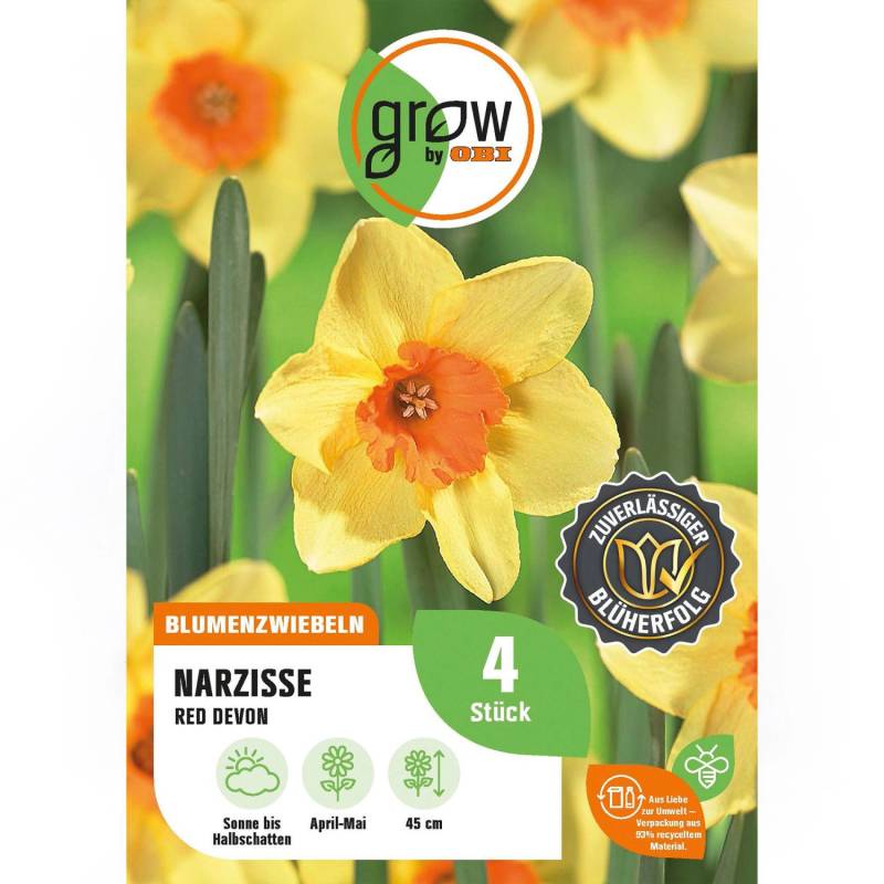 GROW by OBI Narzisse Red Devon Gelb 4 Stück Narcissus large cupped Red Devon von GROW by OBI