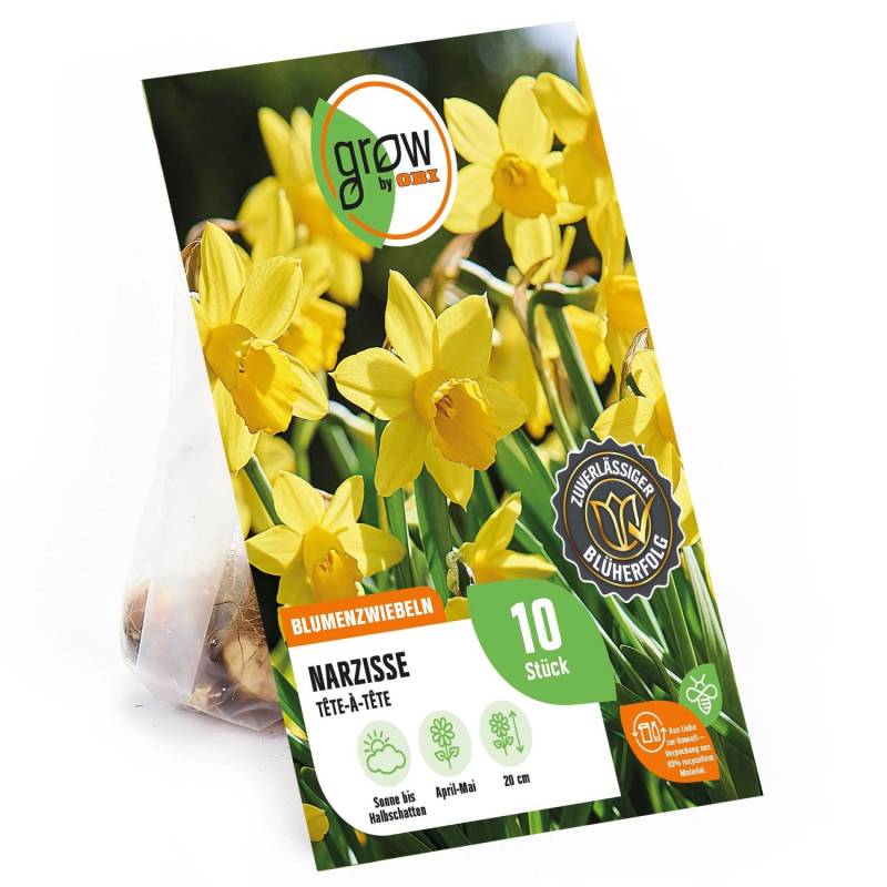 GROW by OBI Narzisse TEte-à-TEte Gelb 10 Stück Narcissus TEte-à-TEte von GROW by OBI