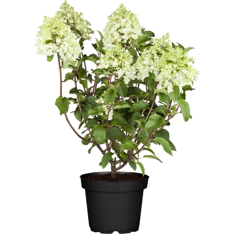 GROW by OBI OBI Rispenhortensie Skyfall Weiß Höhe 50 - 60 cm Topf 5 l Hydrangea von GROW by OBI