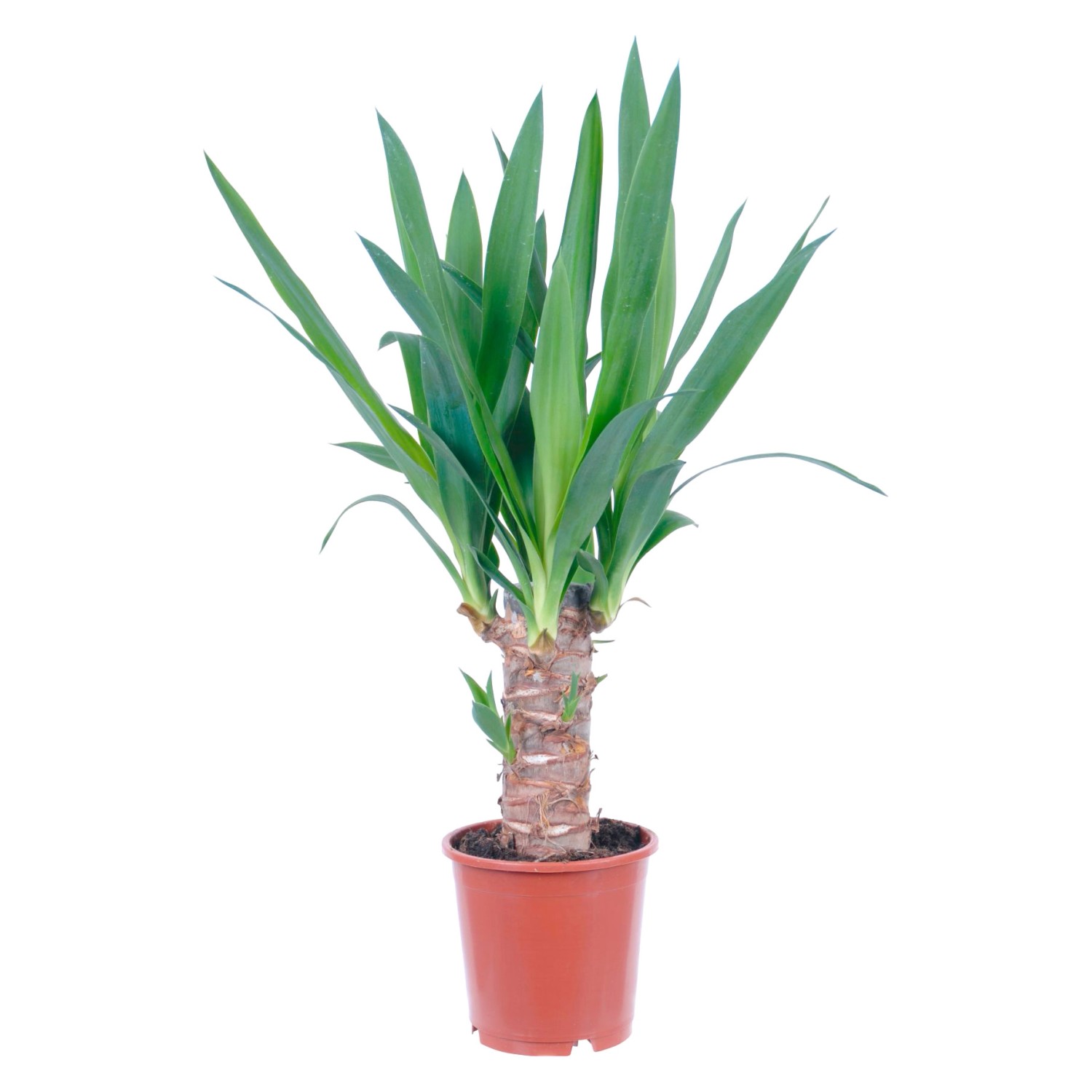 GROW by OBI Palmlilie 1er Stamm Topf Ø ca. 11 cm Yucca Elephantipes GROW by OBI Palmlilie 1er Stamm Topf Ø ca. 11 cm Yucca Elephantipes von GROW by OBI