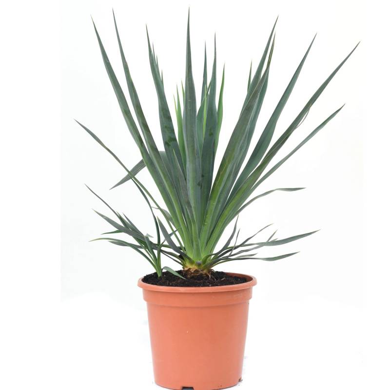 GROW by OBI Palmlilie Höhe ca. 30 -40 cm Topf ca. 10 l Yucca gloriosa von GROW by OBI