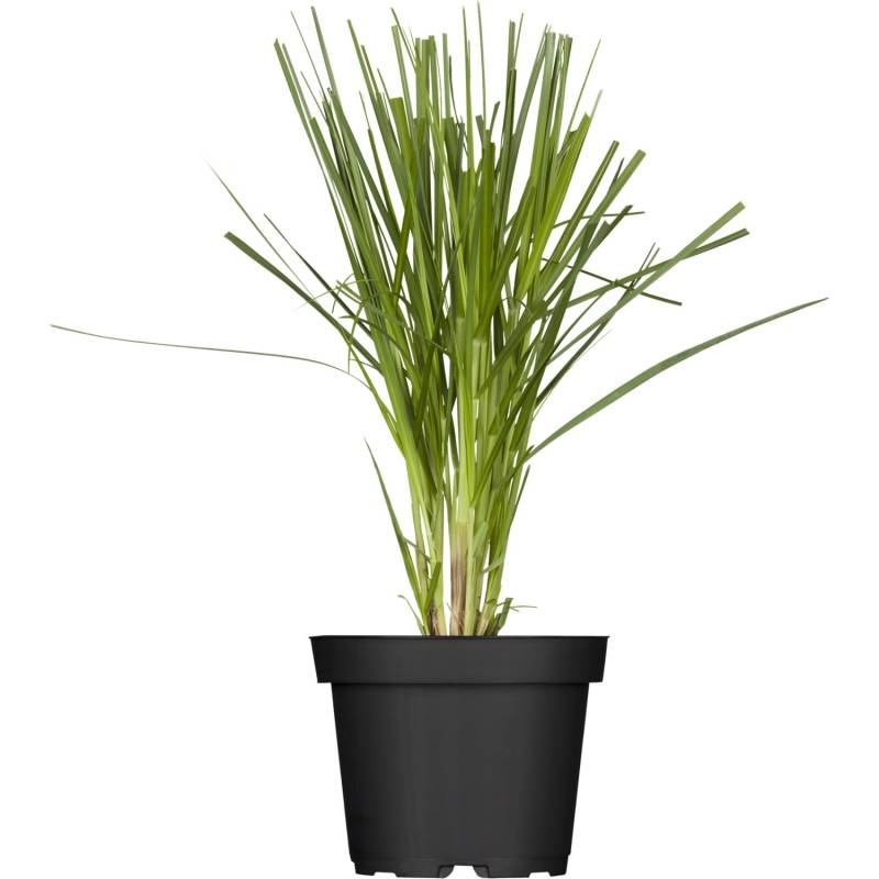 GROW by OBI Pampasgras Topf-Ø ca. 22 cm Cortaderia selloana von GROW by OBI