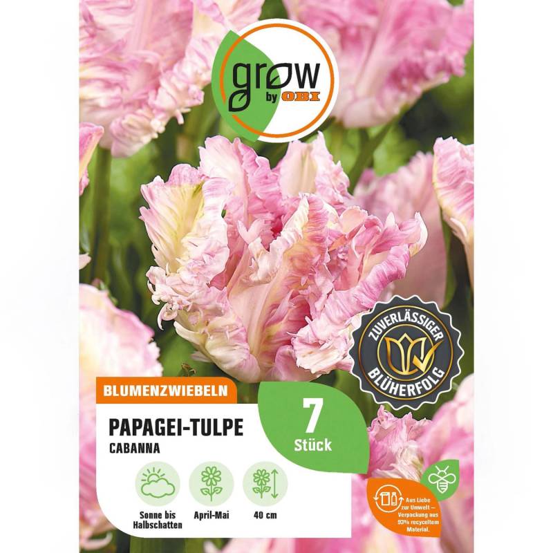 GROW by OBI Papagei-Tulpe  Cabanna Rosa 7 Stück Tulipa parrot Cabanna von GROW by OBI