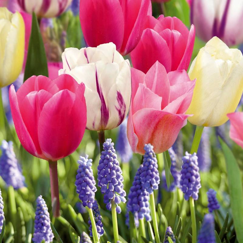 GROW by OBI Romantik-Kollektion 25 Stück GROW by OBI Romantik-Kollektion 25 Stück von GROW by OBI