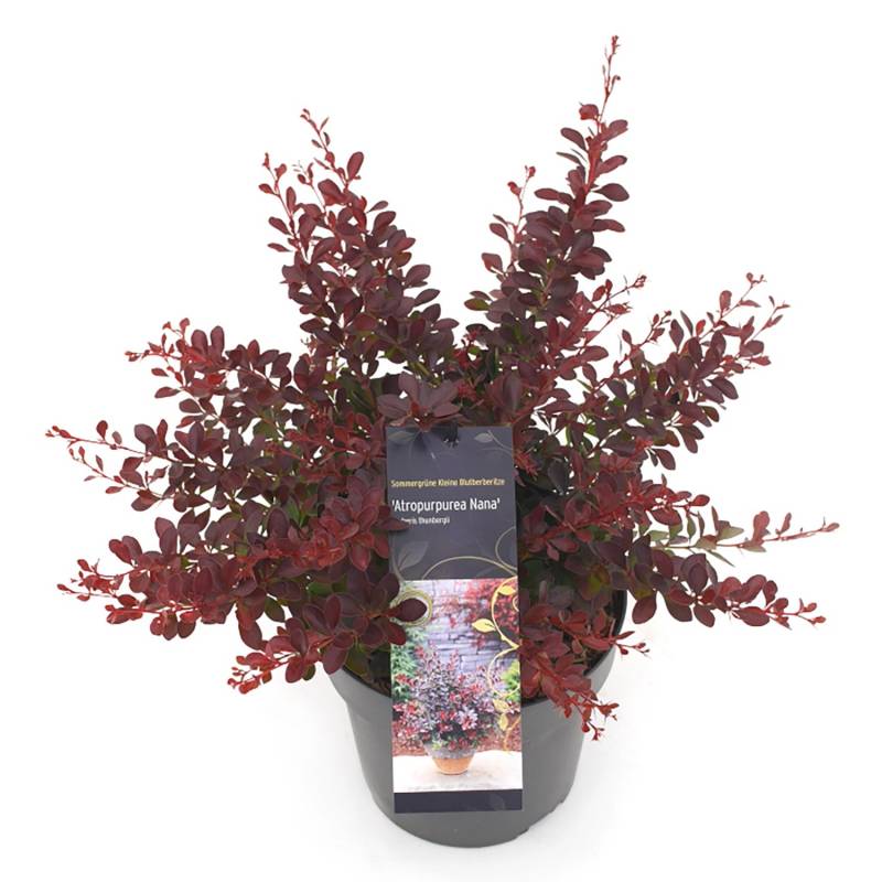 GROW by OBI Rote HeckenberberitzeAtropurpurea Nana30-40 cm Berberis thunbergii von GROW by OBI