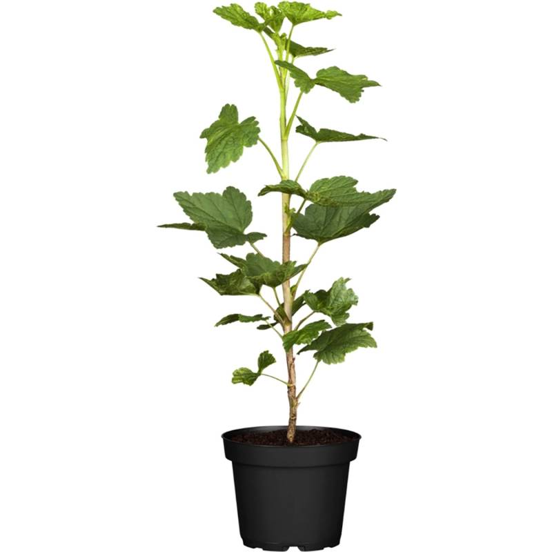GROW by OBI Rote Johannisbeere Jonkheer van Tets ca. 40 - 60 cm Ribes rubrum von GROW by OBI