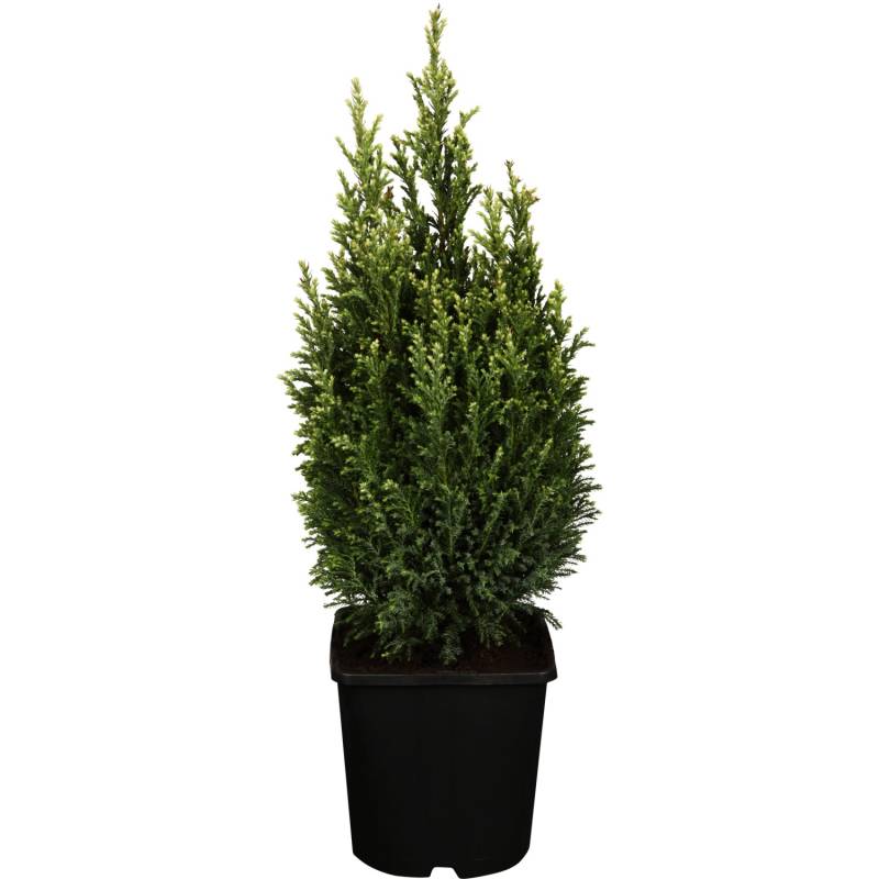 GROW by OBI Scheinzypresse Snow White Höhe ca. 20-30 cm Topf ca.2 l von GROW by OBI