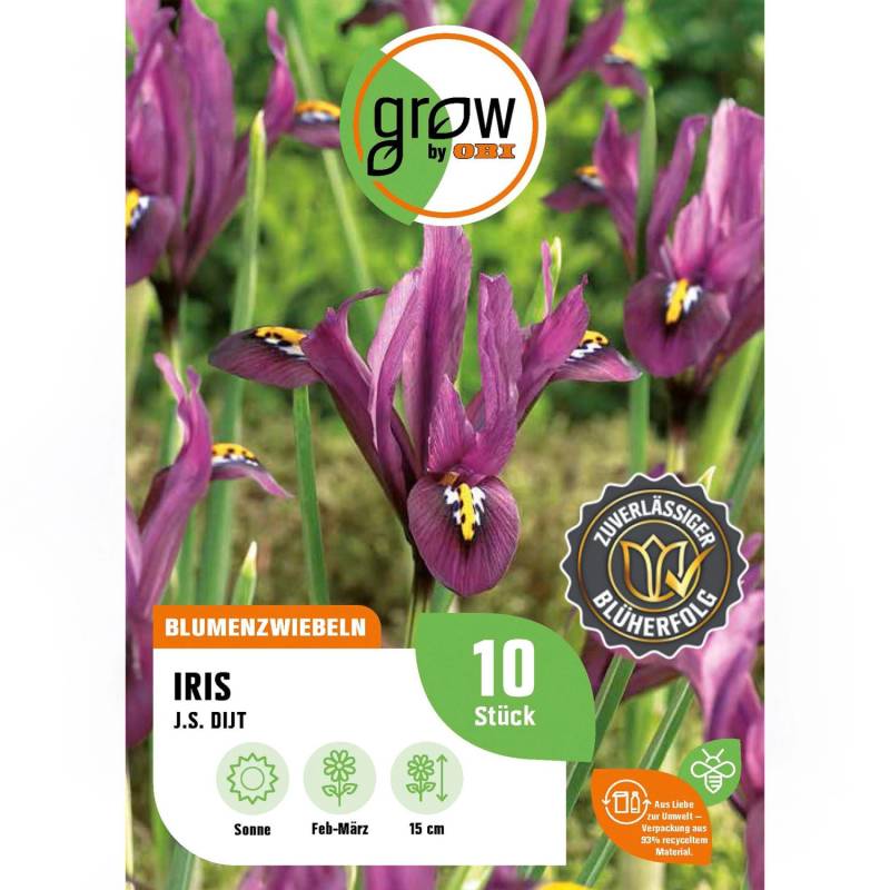 GROW by OBI Schwertlilie J.S. Dijt Purple 10 Stück Iris reticulata Purple Hill von GROW by OBI