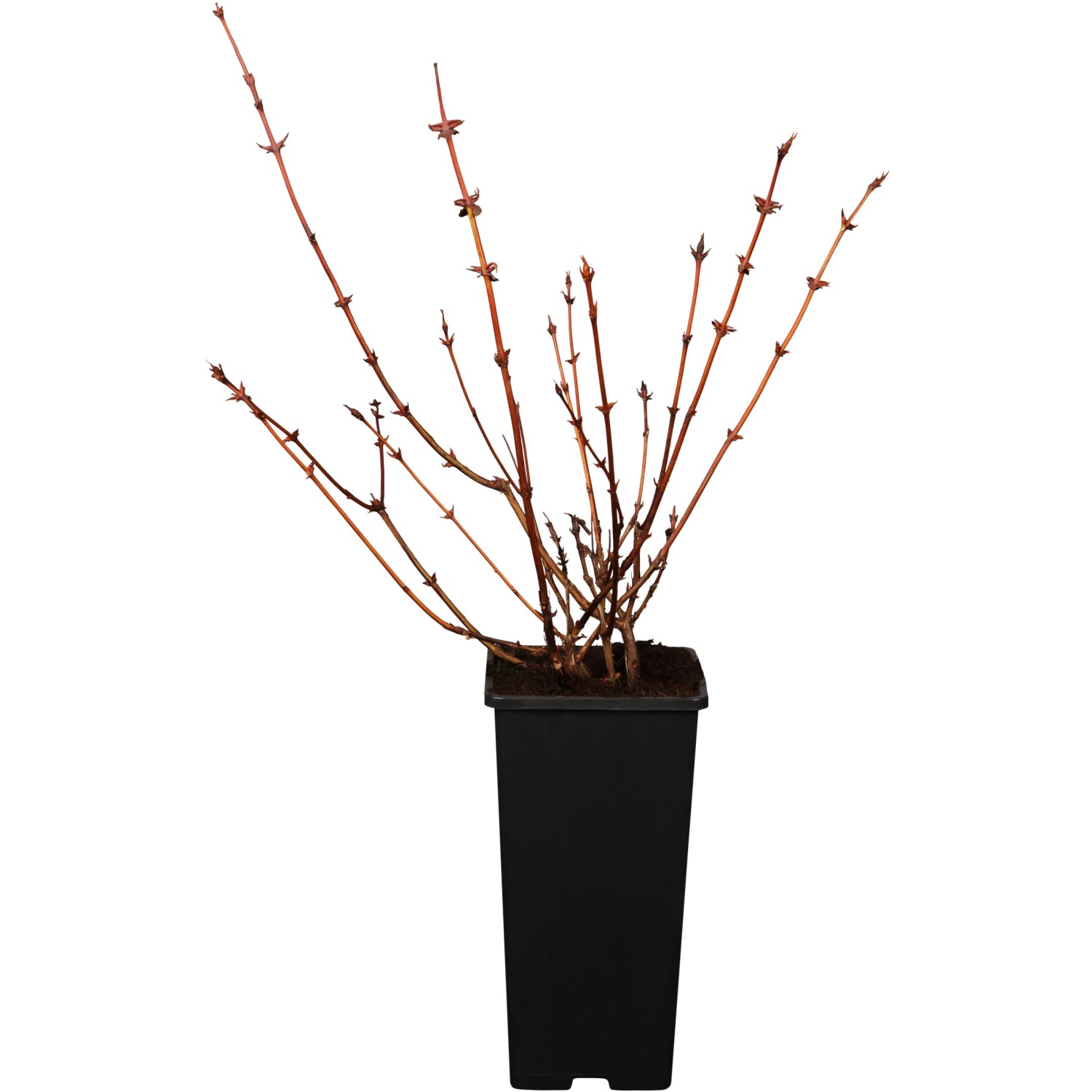 GROW by OBI Sibirische Blaubeere Dunkelblau Höhe 10-20cm Topf ca. 2 l Lonicera von GROW by OBI