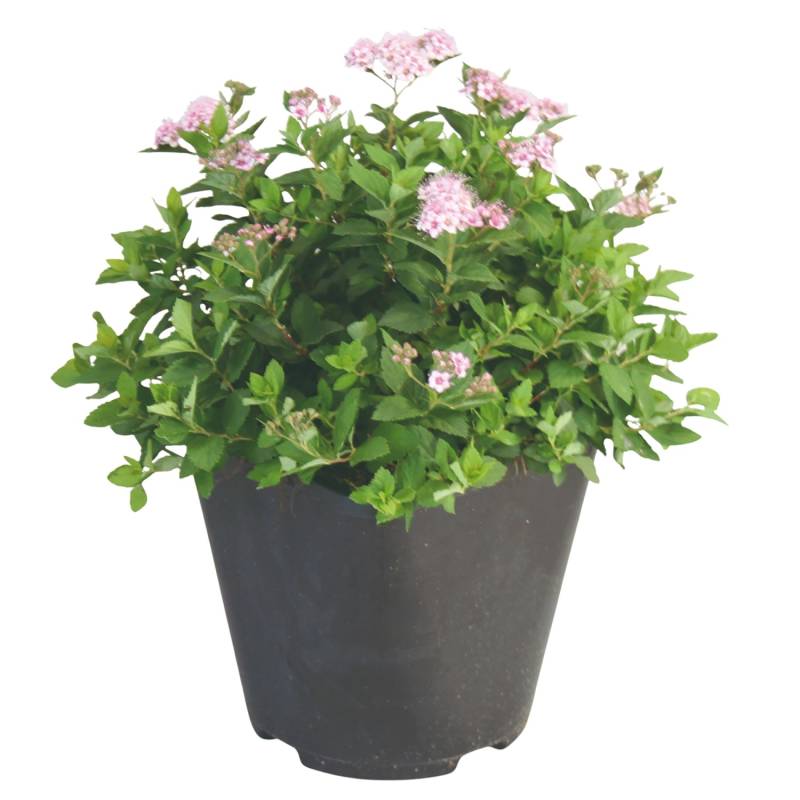 GROW by OBI Spiere Little Princess Rosa Höhe ca. 20 - 30 cm Spiraea japonica von GROW by OBI