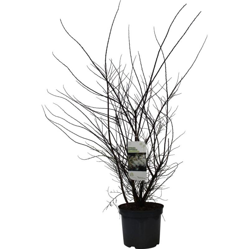 GROW by OBI Strauchspiere Snowmound Weiß Höhe ca. 80 - 100 cm Topf ca. 7,5 l GROW by OBI Strauchspiere Snowmound Weiß Höhe ca. 80 - 100 cm Topf ca. 7,5 l von GROW by OBI