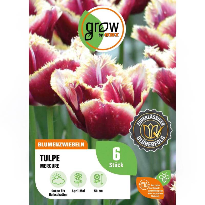 GROW by OBI Tulipa fringed Mercure Rot-Gelb 6 Stück Tulipa fringed Mercure von GROW by OBI