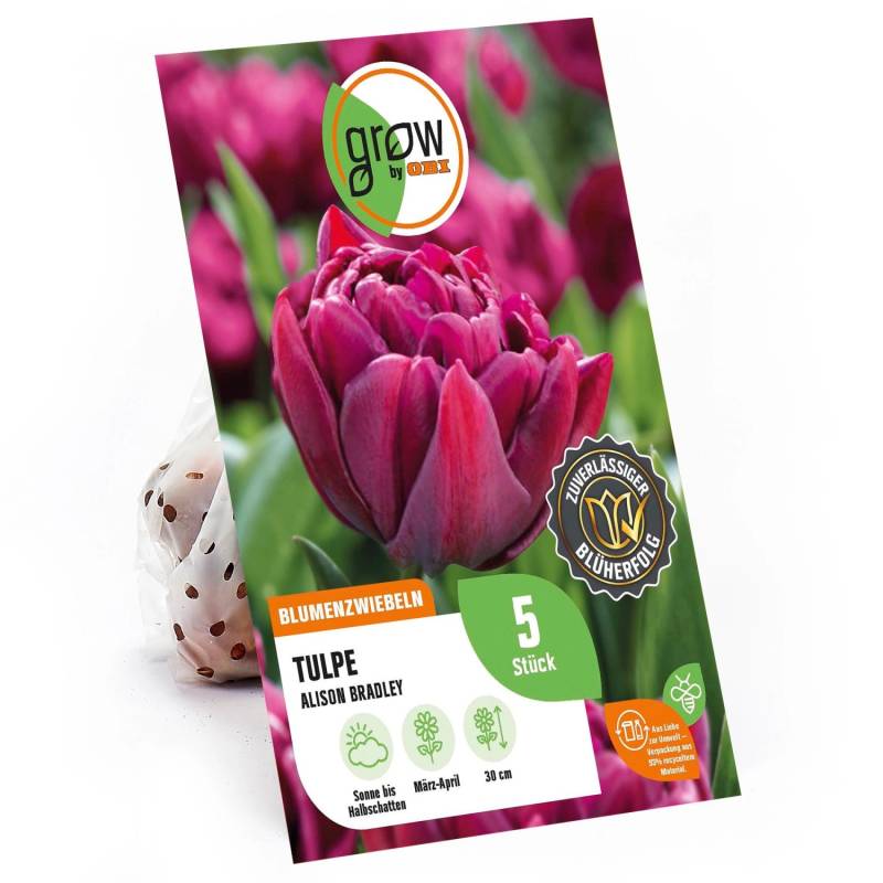 GROW by OBI Tulpe Alison Bradley Lila 5 St. Tulipa double early Alison Bradley von GROW by OBI