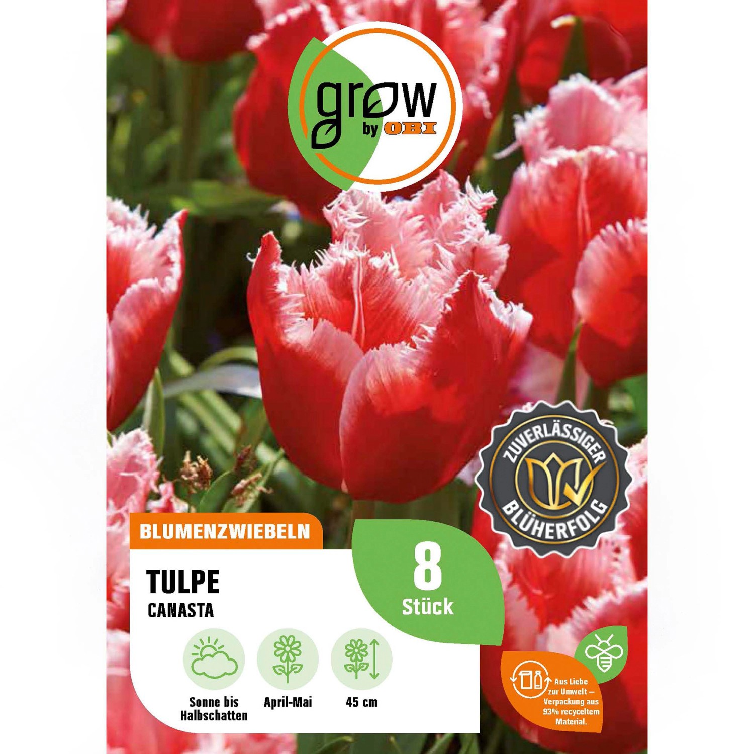GROW by OBI Tulpe Canasta Rot-Gelb 8 Stück Tulipa fringed Canasta GROW by OBI Tulpe Canasta Rot-Gelb 8 Stück Tulipa fringed Canasta von GROW by OBI