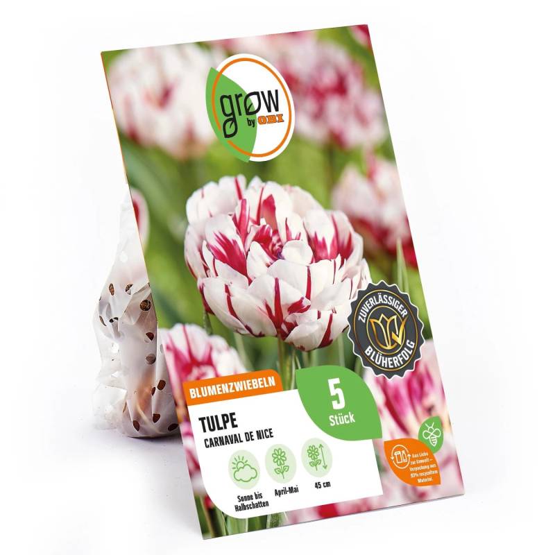 GROW by OBI Tulpe Carnavalde Nice Rot-Weiß 5 Stück Tulipa double late  Carnaval von GROW by OBI