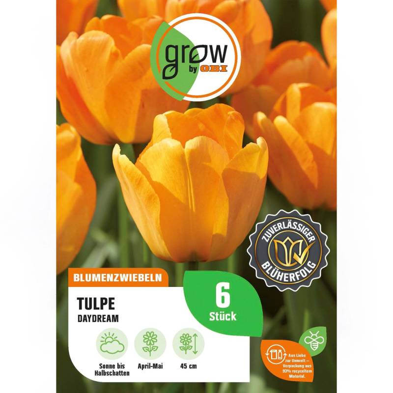 GROW by OBI Tulpe Daydream Orange 6 Stk Tulipa Darwin hybrid Daydream von GROW by OBI