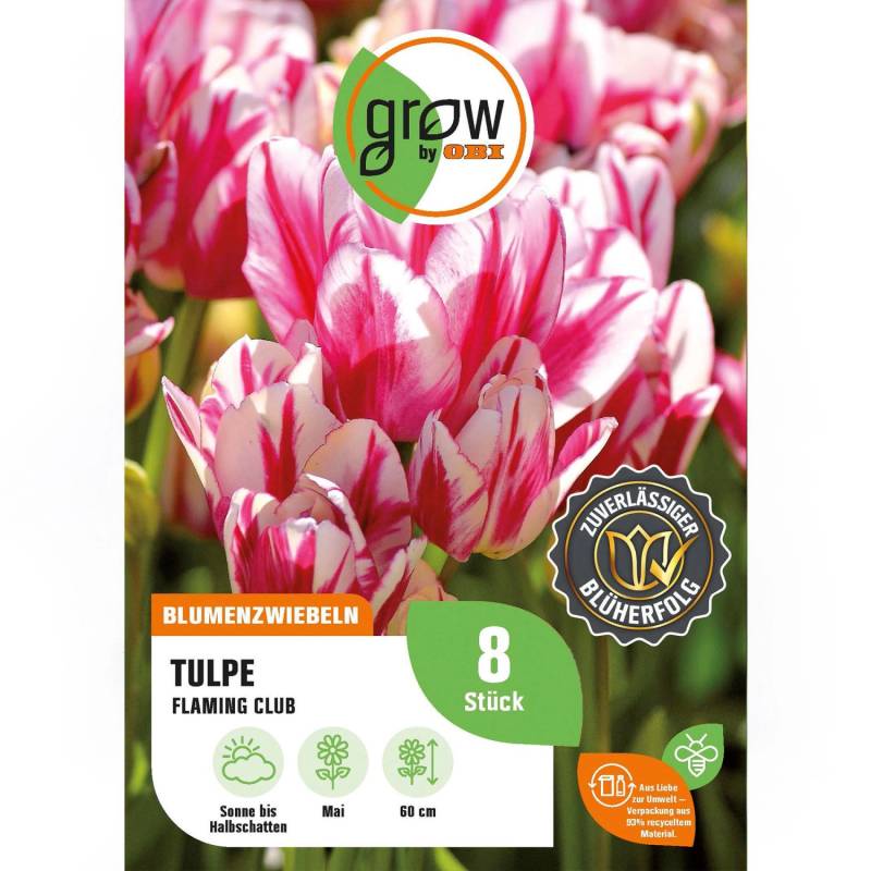 GROW by OBI Tulpe Flaming Club Rot-Weiß 8 Stück Tulipa single late Flaming Club von GROW by OBI