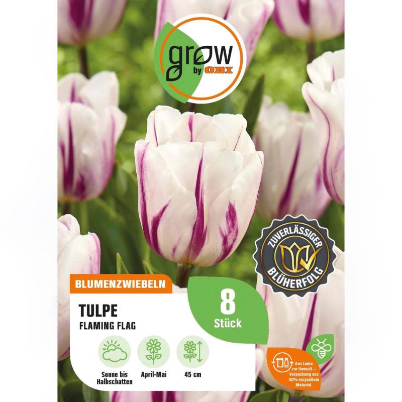GROW by OBI Tulpe Flaming Flag Weiß/Pur 8 St.Tulipa triumph Flaming Flag Mixed von GROW by OBI