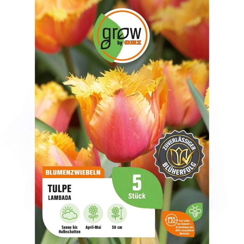 GROW by OBI Tulpe Lambada Orange 5 Stück Tulipa fringed Lambada von GROW by OBI