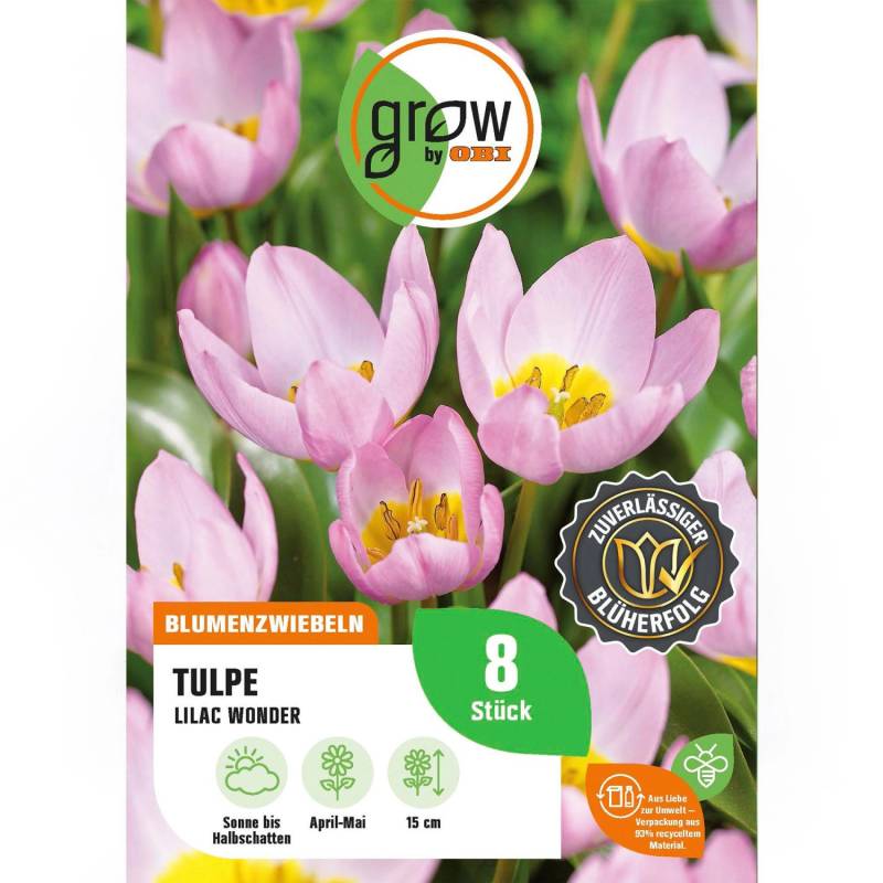 GROW by OBI Tulpe Lilac Wonder Rosa 8 Stück Tulipa bakeri Lilac Wonder von GROW by OBI