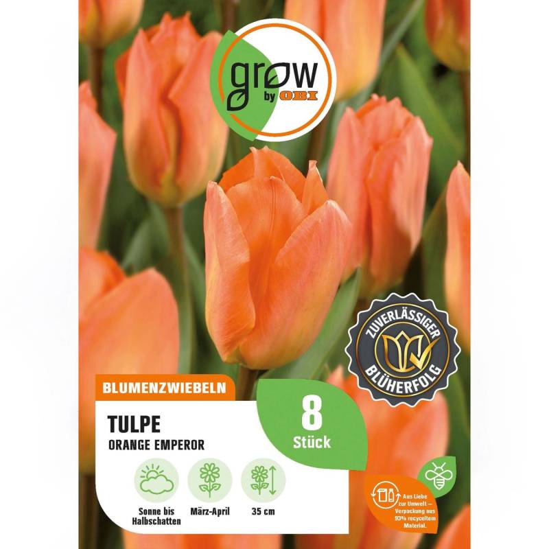 GROW by OBI Tulpe Orange Emperor Orange 8 Stück Tulipa fosteriana von GROW by OBI