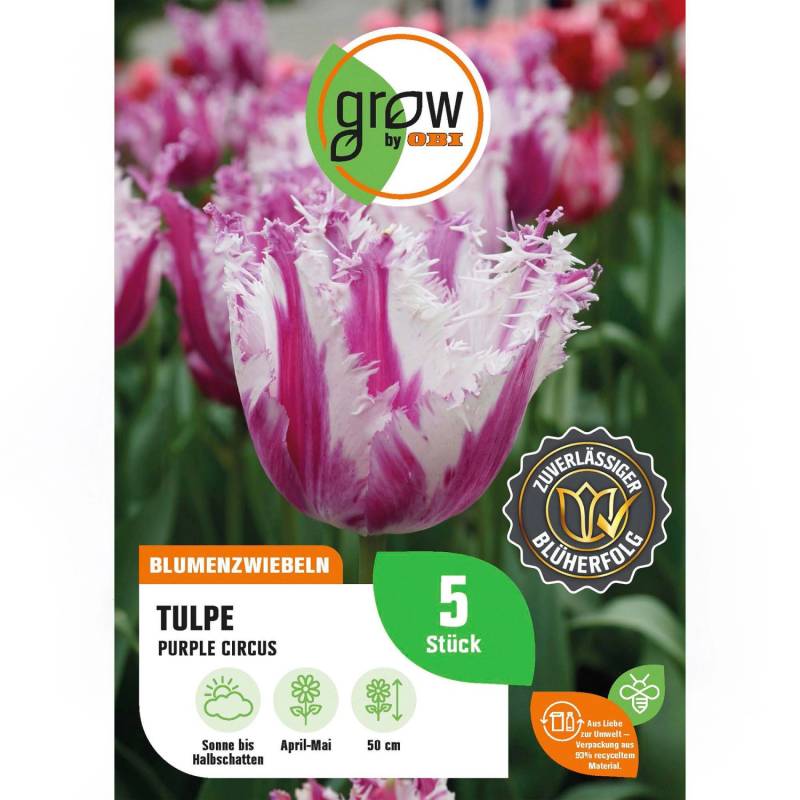 GROW by OBI Tulpe Purple Circus weiß-lila 5 Stück Tulipa fringed Purple Circus von GROW by OBI
