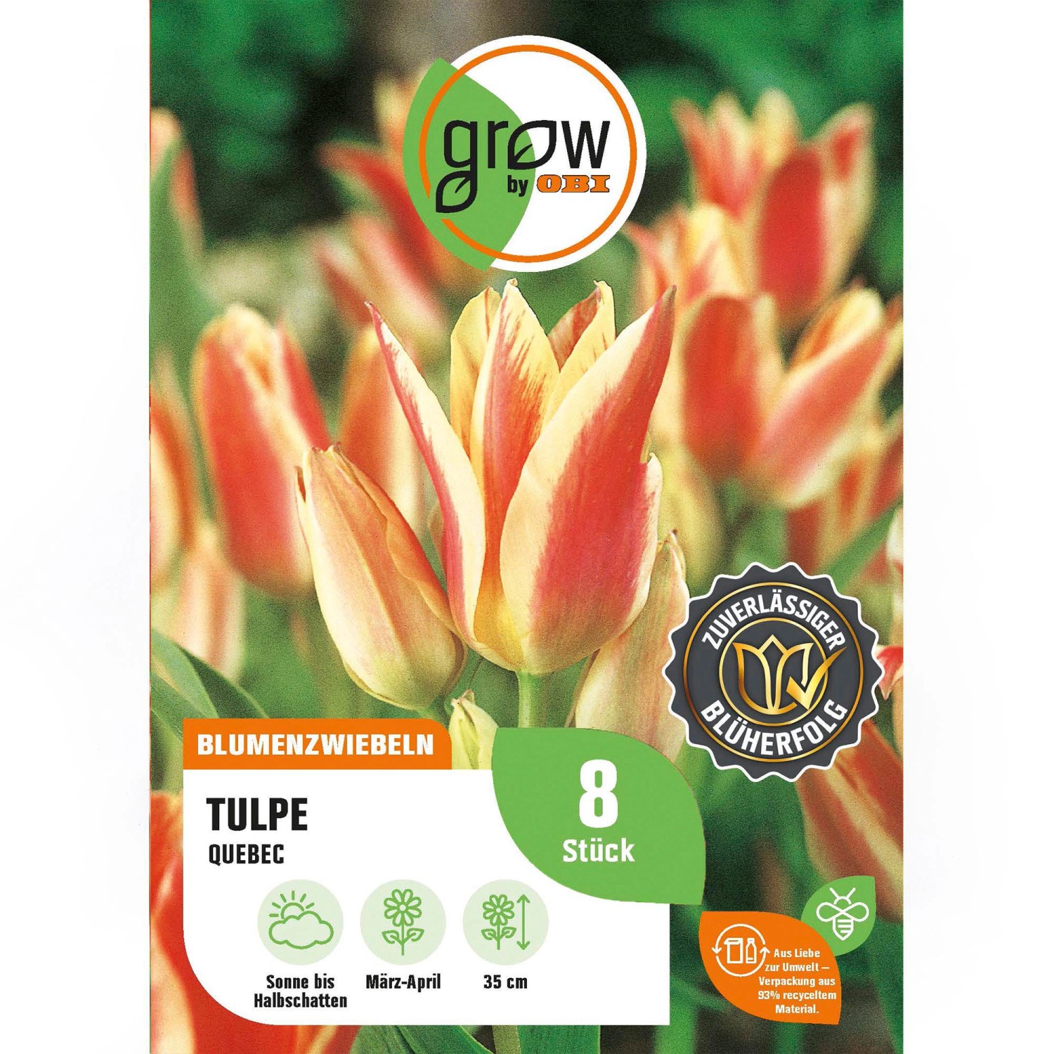 GROW by OBI Tulpe Quebec Rosa 8 Stück Tulipa greigii Quebec GROW by OBI Tulpe Quebec Rosa 8 Stück Tulipa greigii Quebec von GROW by OBI